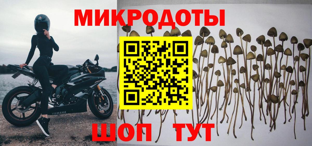 Галлюциногенные грибы Cubensis Новочеркасск